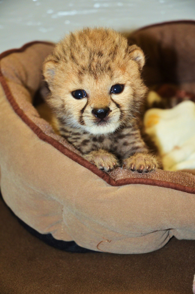 Adaeze, the LEO Zoological Conservation Center’s ambassador cheetah, as a cub. Courtesy LEO