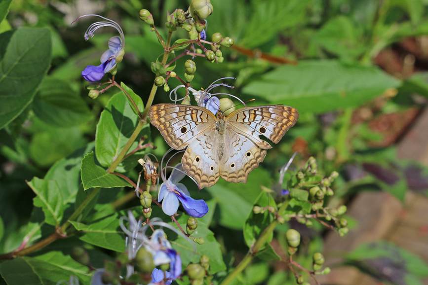 The Maritime Aquarium at Norwalk features a recently established exhibit, “Flutter Zone,” including dozens of species of butterflies from around the world. Photograph courtesy The Maritime Aquarium at Norwalk.