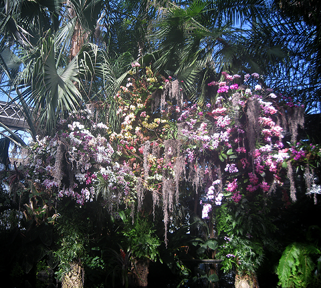 Scenes from “The Orchid Show: Orchidelirium,” at the New York Botanical Garden through April 17.