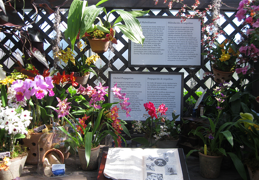Scenes from “The Orchid Show: Orchidelirium,” at the New York Botanical Garden through April 17.