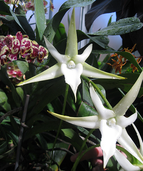 Scenes from “The Orchid Show: Orchidelirium,” at the New York Botanical Garden through April 17.