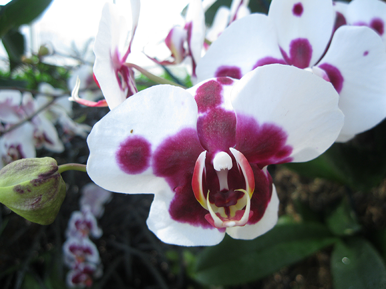 Scenes from “The Orchid Show:  Orchidelirium,” at the New York Botanical Garden through April 17. 