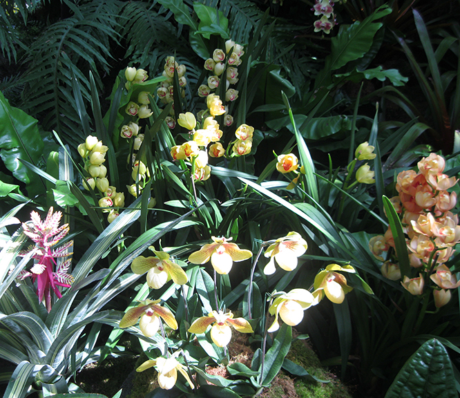 Scenes from “The Orchid Show:  Orchidelirium,” at the New York Botanical Garden through April 17. 