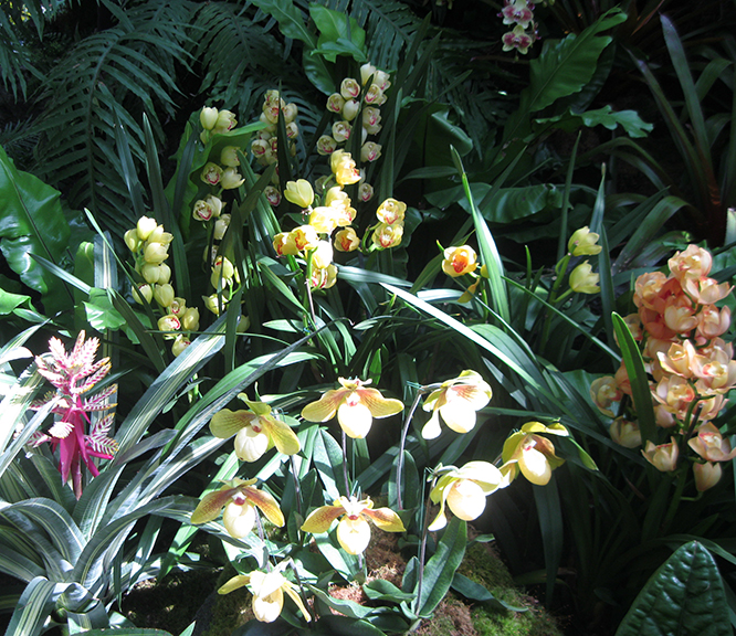 Scenes from “The Orchid Show: Orchidelirium,” at the New York Botanical Garden through April 17.
