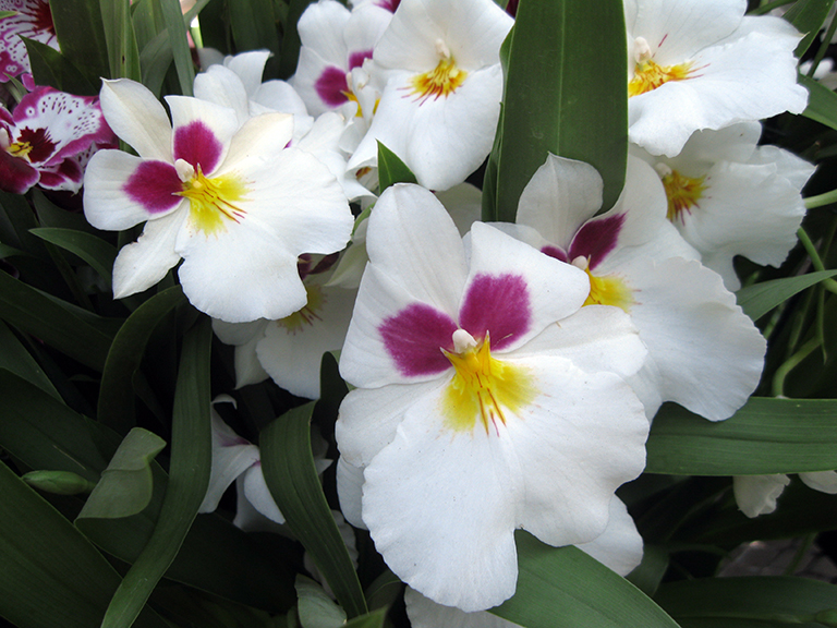 Scenes from “The Orchid Show: Orchidelirium,” at the New York Botanical Garden through April 17.