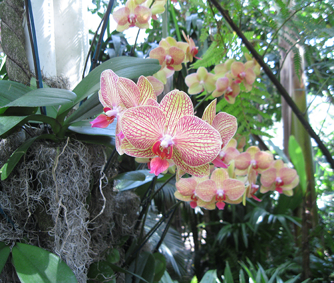 Scenes from “The Orchid Show: Orchidelirium,” at the New York Botanical Garden through April 17.