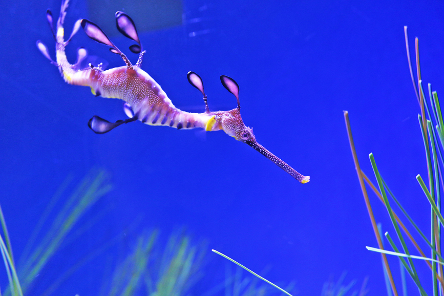 Weedy seadragons are among the creatures featured in The Maritime Aquarium at Norwalk’s newest exhibit "Dragons! Real or Myth?" Photograph courtesy The Maritime Aquarium. 