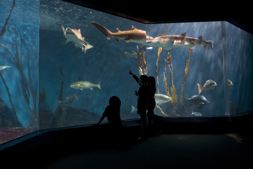 Eight-foot sand tiger sharks prowl the 110,000-gallon “Open Ocean” exhibit in The Maritime Aquarium at Norwalk. Photograph by Megan Maloy.