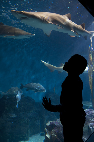 Eight-foot sand tiger sharks prowl the 110,000-gallon “Open Ocean” exhibit in The Maritime Aquarium at Norwalk. Photograph by Megan Maloy.