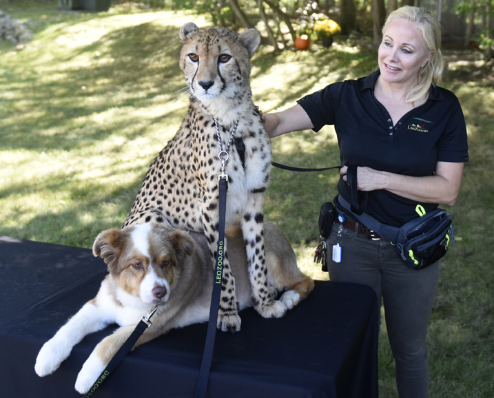 Adaeze, the LEO Zoological Conservation Center’s ambassador cheetah, with her companion, Odie, an Australian Shepherd, and LEO founder Marcella Leone. Photograph by Tyler Sizemore of Hearst Connecticut