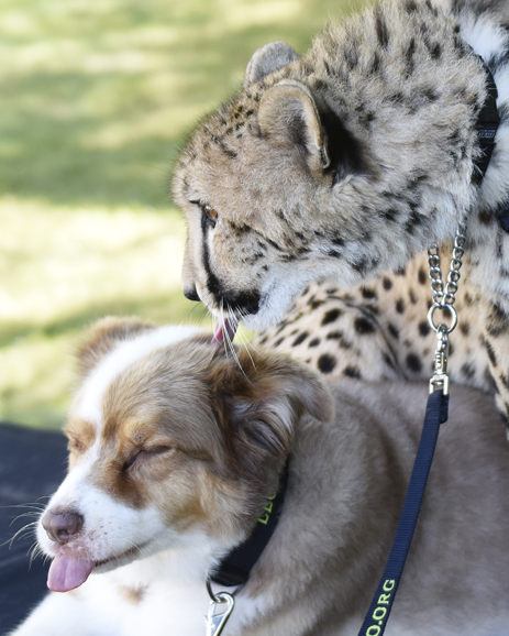 Adaeze shares quality time with companion Odie, an Australian Shepherd. Courtesy LEO Zoological Conservation Center