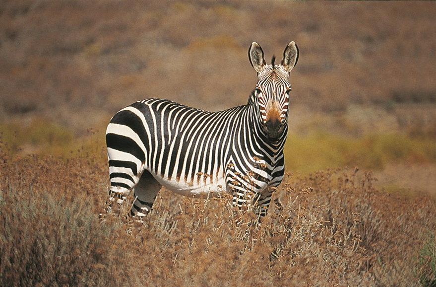 Wildlife at Bushmans Kloof. Photograph courtesy The Red Carnation Hotel Collection.