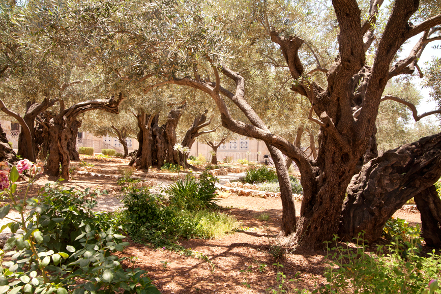 Church of All Nations, Jerusalem, Gethsemane Garden. Photograph by Noam Chen for Israel Ministry of Tourism.