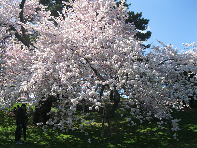 The New York Botanical Garden in spring