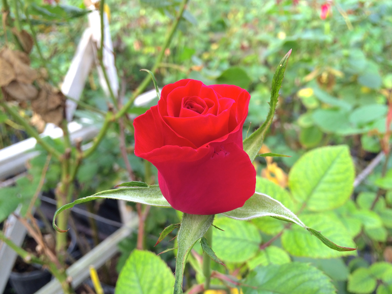 A simple rose. Photograph courtesy Roses for Autism.