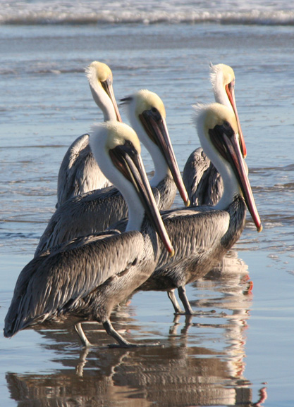 Pelicans are a familiar sight on Amelia Island. Photograph courtesy ameliaisland.com.
