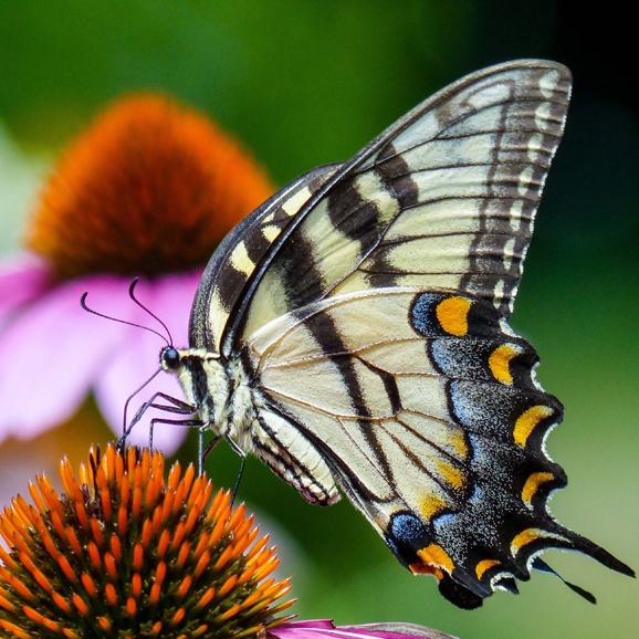 The Bartlett Arboretum and Gardens in Stamford is home to a vast amount of biodiversity. Photo courtesy of the Bartlett Arboretum and Gardens.