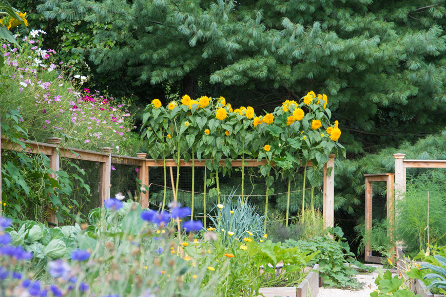 Gardens built by Homefront Farmers can produce much more than just produce, including a wide variety of flowers and fruits. Courtesy Homefront Farmers.