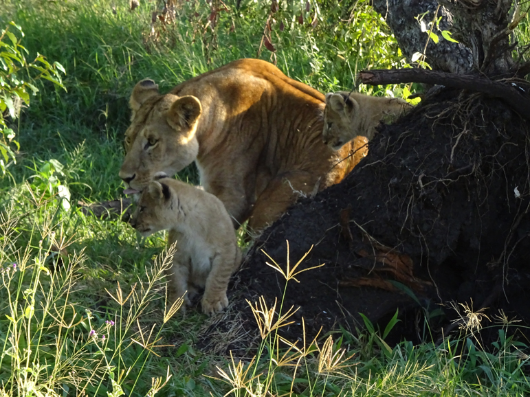 Mother with two of three lion cubs hiding in a bush in Maasai Mara National Reserve. Photograph by Christine Negroni.