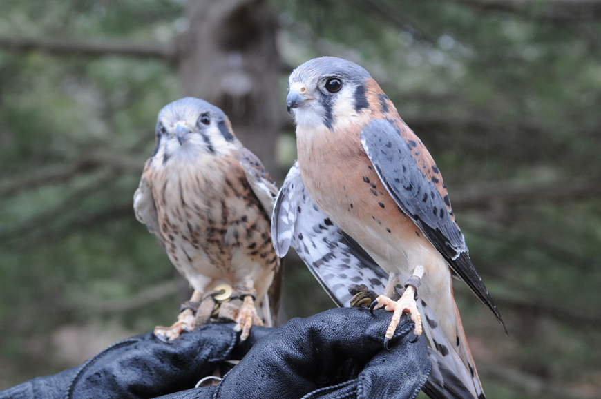 Kestrel falcons at Grace Farms. Photograph by Christine Simmons.