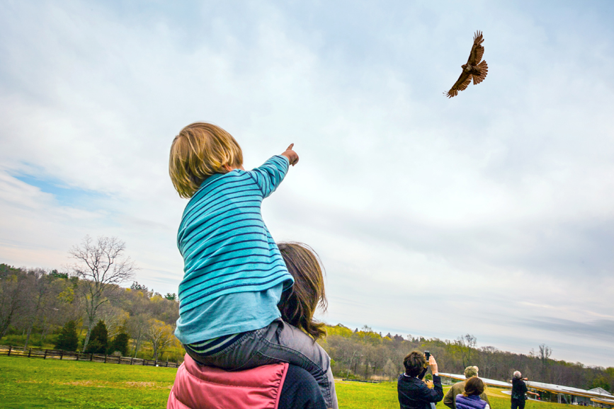 More than 1,600 people attended the Earth Day celebration at Grace Farms, including a raptors demonstration. Photograph by Vanessa Van Ryzin.