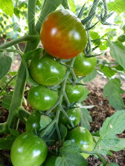 Farm-fresh tomatoes. Photograph by Shira Friendman.