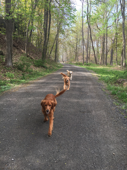 From front to back: Paige, Windham and Phoebe.
Photograph courtesy Cristina Losapio.
