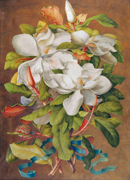 Georg Dionysius Ehret (German, 1708–70) [Magnolia grandiflora (Southern Magnolia)], ca. 1737 Bodycolor on vellum. Courtesy Oak Spring Garden Library.