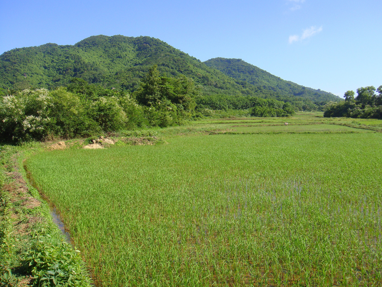 One of Hainan Island’s many rice fields. Photograph by Anna Frodesiak. 
