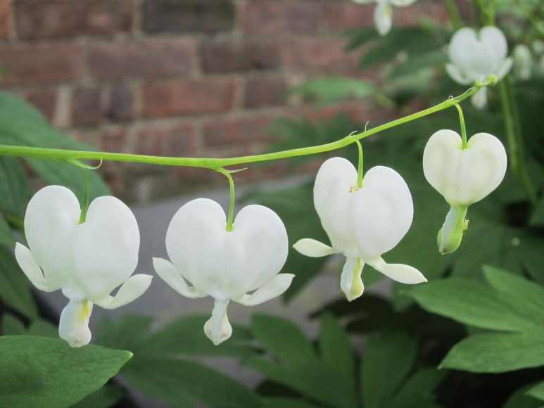 A May visit to Lyndhurst in Tarrytown yielded many floral surprises. Photograph by Mary Shustack.