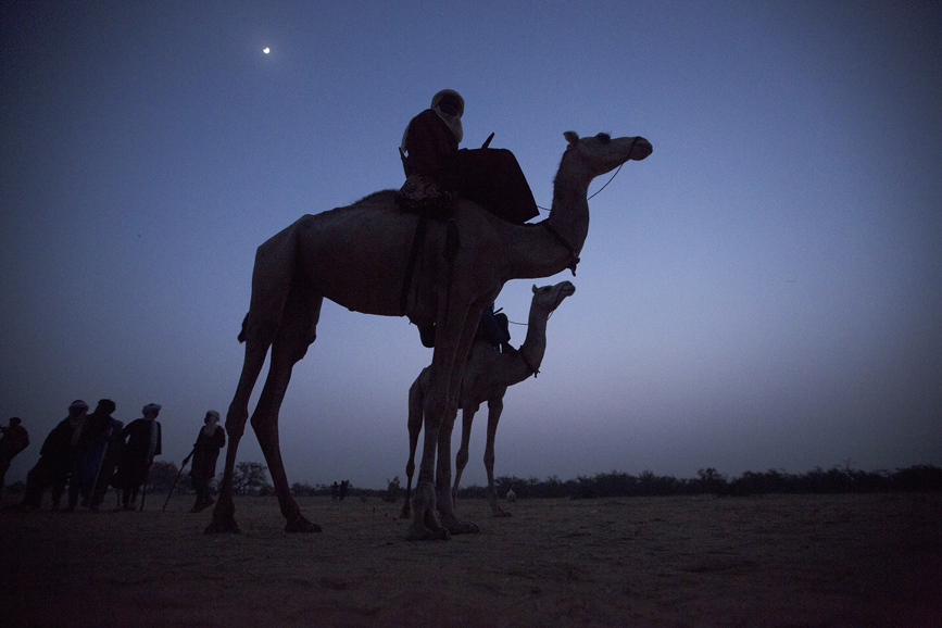 Men watch the competition on top of their camels. Camels are the only mode of transportation for the Wodabbe and are ubiquitous.  