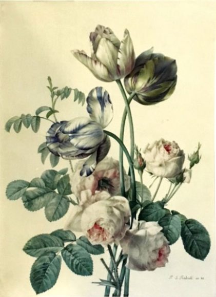 Pierre-Joseph Redouté (French, 1759–1840) Tulips and Roses, 1811, Watercolor on vellum. Courtesy Oak Spring Garden Library.