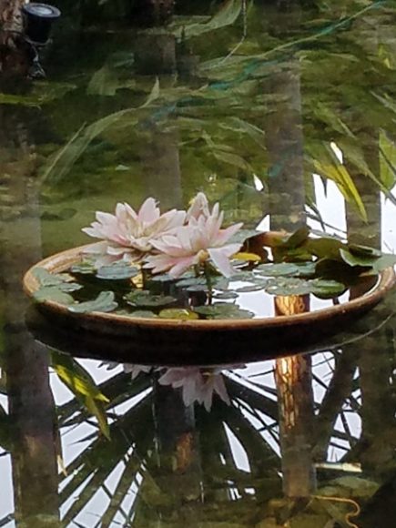 Lotus flowers, symbols of purity, divinity and rebirth in Myanmar and the rest of the Far East. Photographs by Gina Gouveia