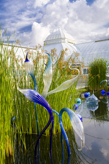 Dale Chihuly's "Blue Herons," (2006). New York Botanical Garden, the Bronx. Photograph courtesy New York Botanical Garden.