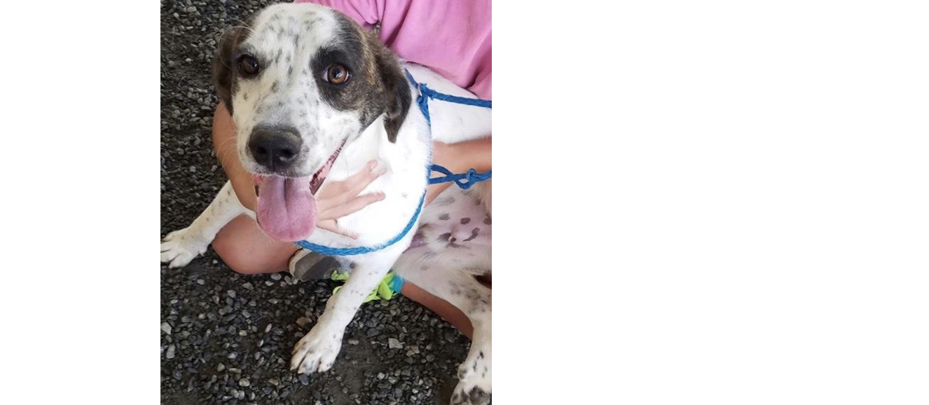 Spree. Courtesy the SPCA.