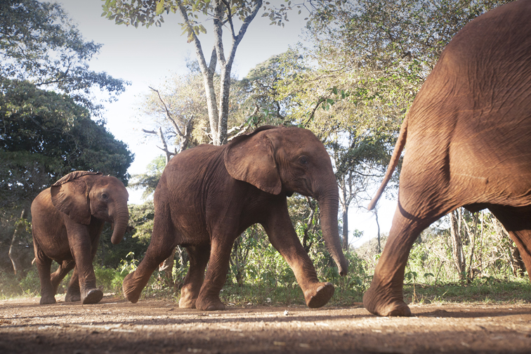 The babies are introduced to visitors by being paraded out in a single-file formation, while their names are announced. Oftentimes, their names relate to the area where they were rescued from. Photograph by John Rizzo.