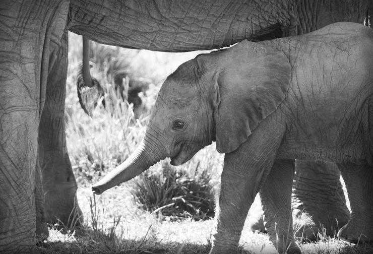 The safest place for this baby, seen in Amboseli National Park, is underneath the massive girth of its loving and protective mother. Photograph by John Rizzo.