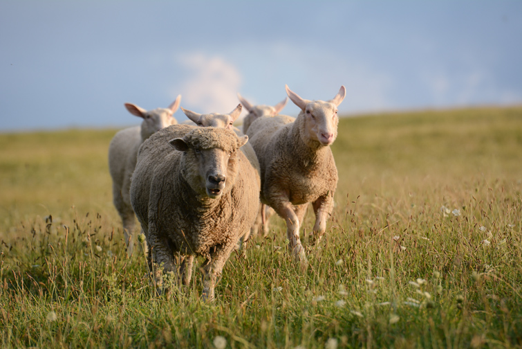 At Farm Sanctuary in Watkins Glen, New York, rescued sheep roam free. Courtesy Farm Sanctuary.