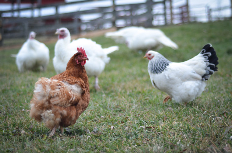 Hens Pamela and Pussy Willow graze on the grass. Courtesy Farm Sanctuary.