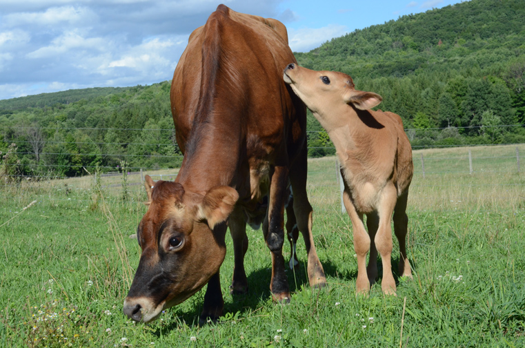 Liz and Cashew help themselves to fresh, green grass. Courtesy Farm Sanctuary.