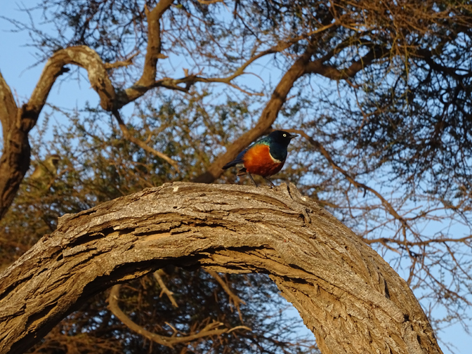 The superb starling lives up to its name. Photograph by Christine Negroni.