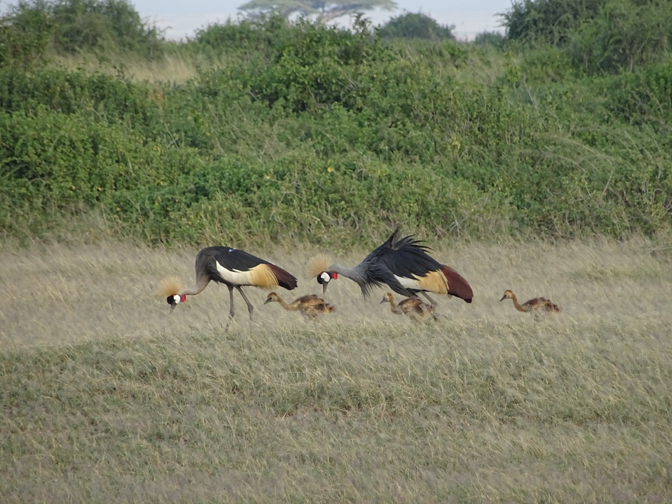A family of gray-crowned cranes starts their day looking for breakfast. Photograph by Christine Negroni. 