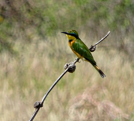A bee-eater eats not only bees, but wasps and hornets as well. Photograph by Christine Negroni.