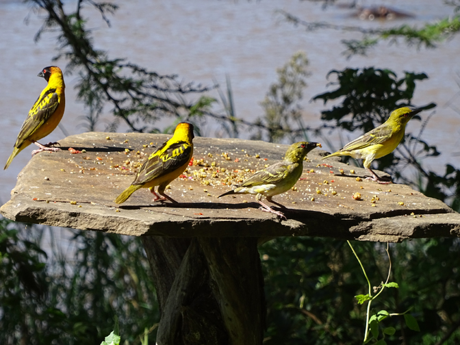 Black-headed weaver birds congregate at the food at Karen Blixen Camp, located in the Mara North Conservancy in Nairobi, Kenya. Photograph by Christine Negroni. 