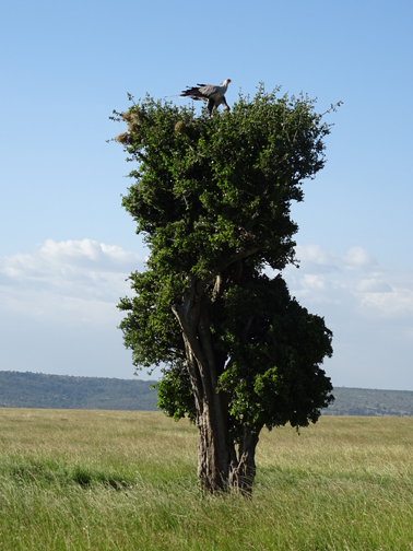 A pair of nesting secretary birds rest atop a tree. Photograph by Christine Negroni.