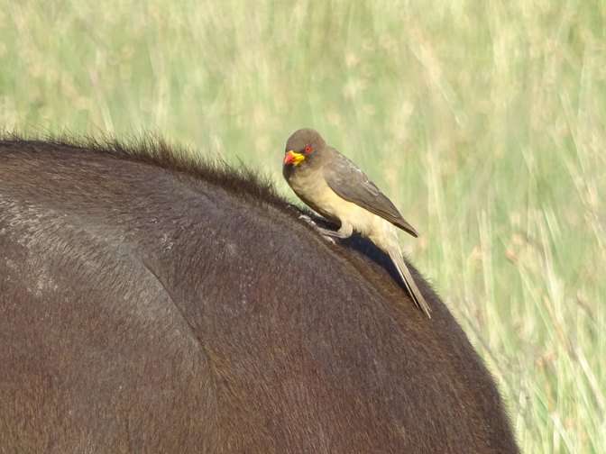 The yellow-billed oxypecker eats parasites off a Cape buffalo. Photograph by Christine Negroni.