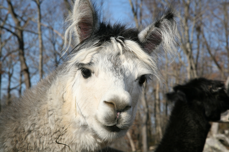 Alpaca fur comes in roughly 24 natural colors. Photograph by Sebastian Flores.