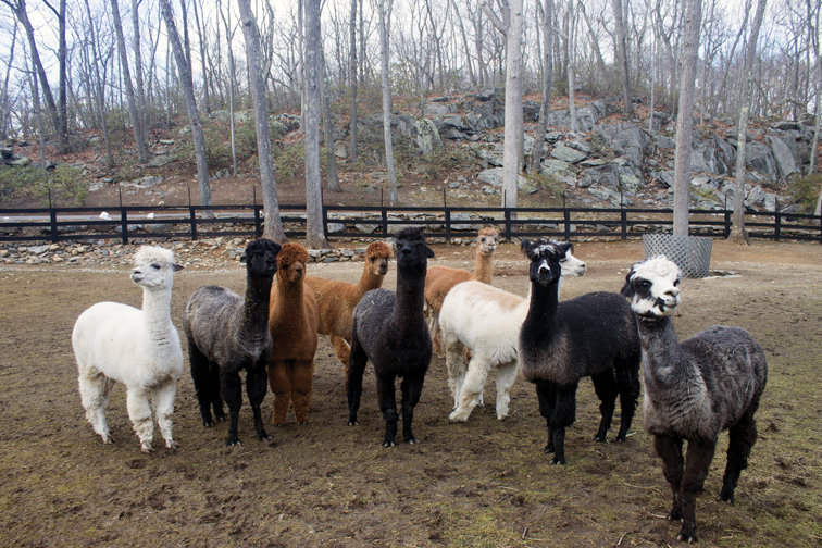 Alpaca at Dee DelBello's Rock Laurel Farm in Waccabuc. Photograph by Sebastian Flores.