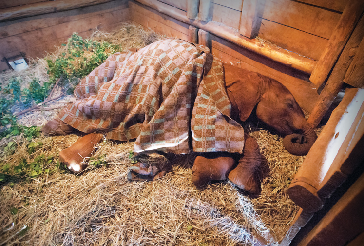 Nighty night at The David
Sheldrick Wildlife Trust’s Nursery for orphaned baby elephants. Photograph by John Rizzo.