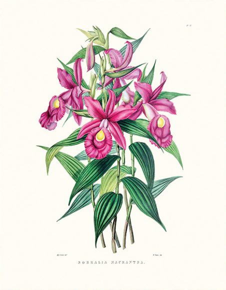 "Bateman Orchid VII" from James Bateman’s “The Orchidaceae of Mexico & Guatemala.” Photograph courtesy New York Botanical Garden.